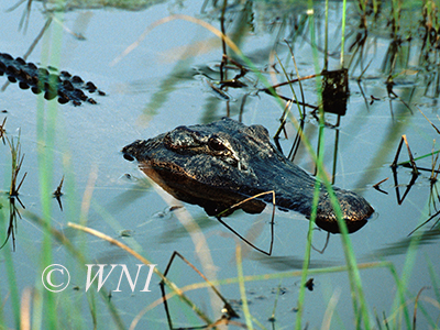 American Alligator (Alligator mississippiensis)